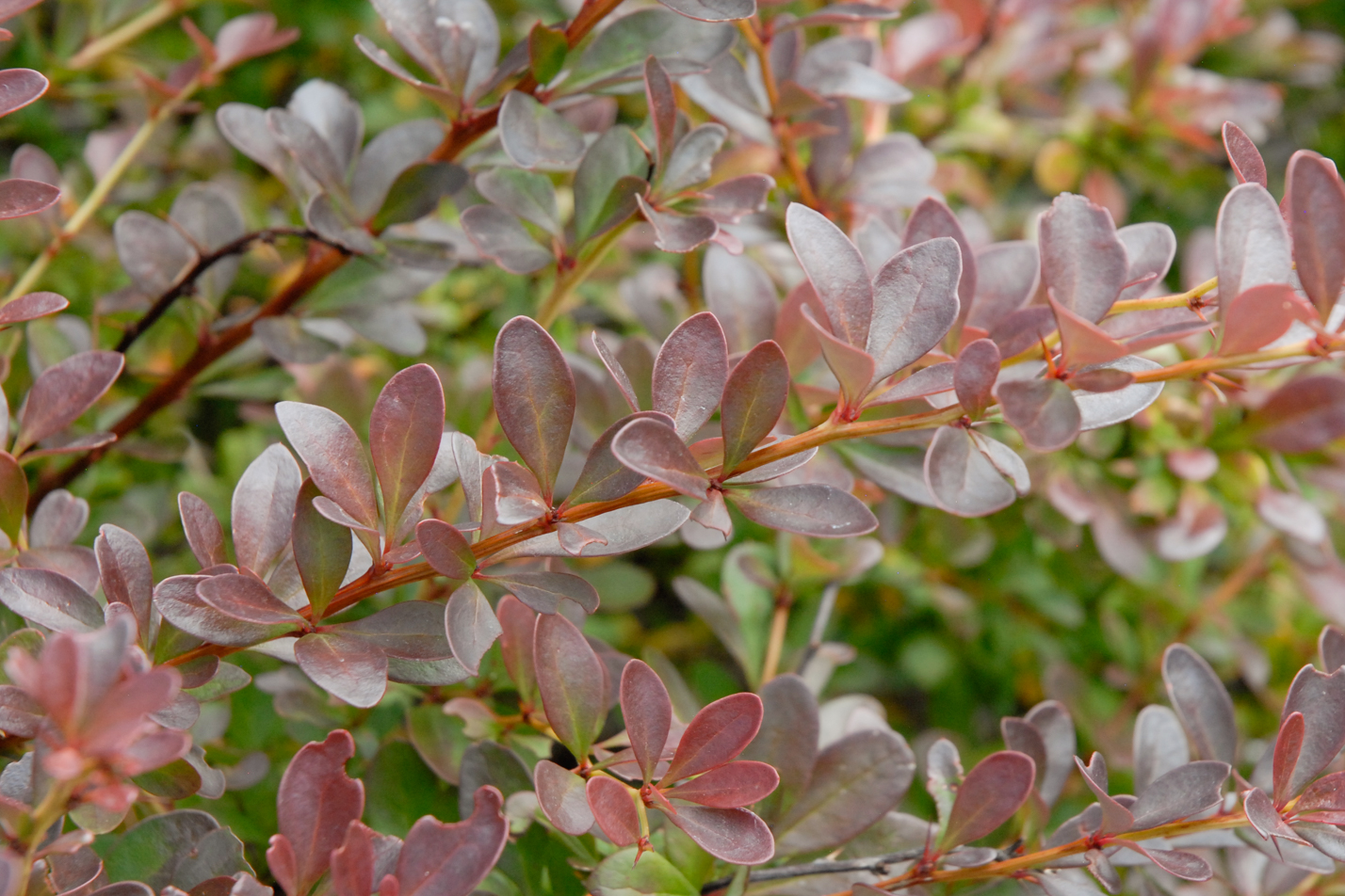 Crimson Pygmy Barberry